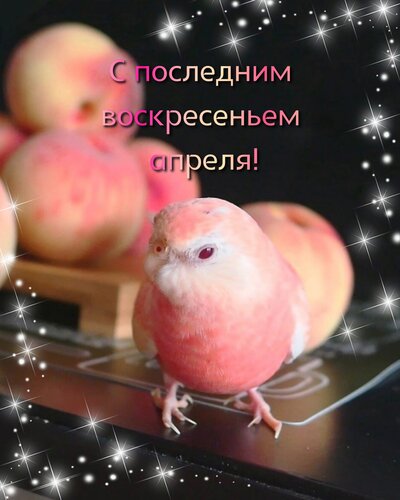 Открытка С последним воскресеньем апреля!