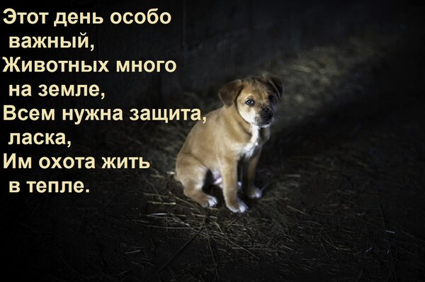 Открытка Этот день особо важный, Животных много на земле, Всем нужна защита, ласка, Им охота жить в тепле.