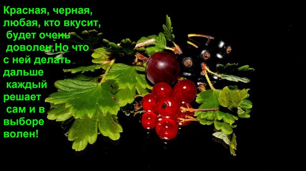 Открытка Красная, черная, любая, кто вкусит, будет очень доволен, Но что с ней делать дальше каждый решает са
