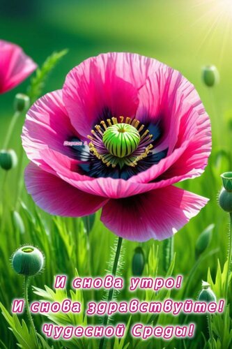 Открытка И СНОВА УТРО! И СНОВА ЗДРАВСТВУЙТЕ! ЧУДЕСНОЙ СРЕДЫ!