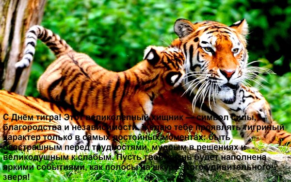 Открытка С Днём тигра! Этот великолепный хищник — символ силы, благородства и независимости. Желаю тебе прояв