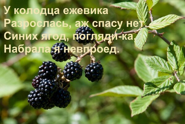 Открытка У колодца ежевика Разрослась, аж спасу нет. Синих ягод, погляди-ка, Набрала я невпроед.