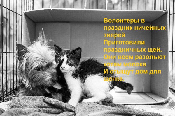 Открытка Волонтеры в праздник ничейных зверей Приготовили праздничных щей. Они всем разольют котам молока И о