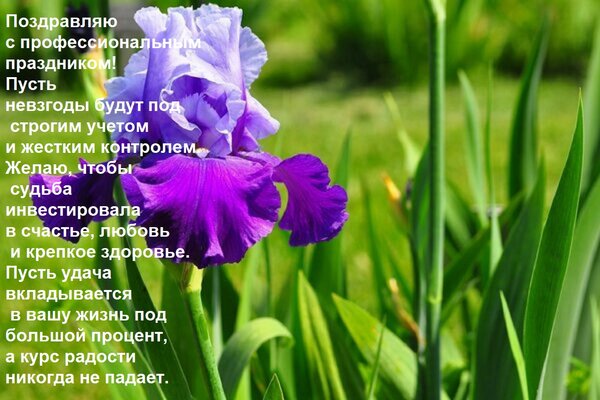 Открытка Поздравляю с профессиональным праздником! Пусть невзгоды будут под строгим учетом и жестким контроле