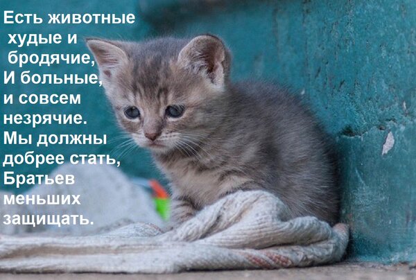 Открытка Есть животные худые и бродячие, И больные, и совсем незрячие. Мы должны добрее стать, Братьев меньши