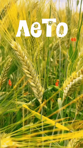 Анимированная открытка Лето
