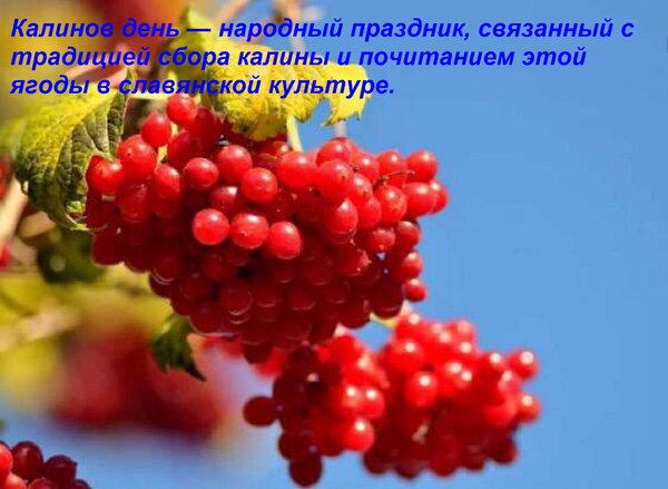 Открытка Калинов день — народный праздник, связанный с традицией сбора калины и почитанием этой ягоды в славя
