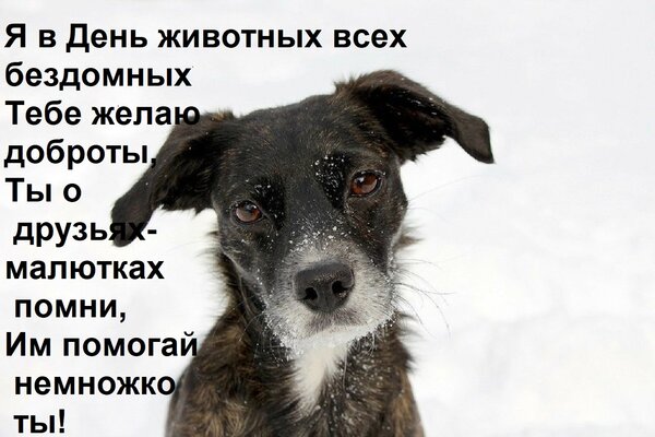 Открытка Я в День животных всех бездомных Тебе желаю доброты, Ты о друзьях-малютках помни, Им помогай немножк