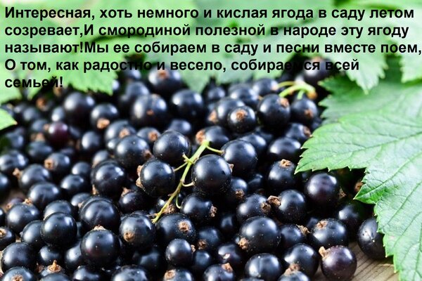 Открытка Интересная, хоть немного и кислая ягода в саду летом созревает, И смородиной полезной в народе эту я