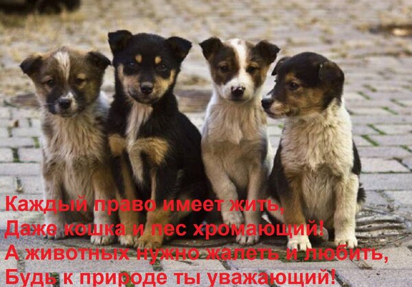 Открытка Каждый право имеет жить, Даже кошка и пес хромающий! А животных нужно жалеть и любить, Будь к природ