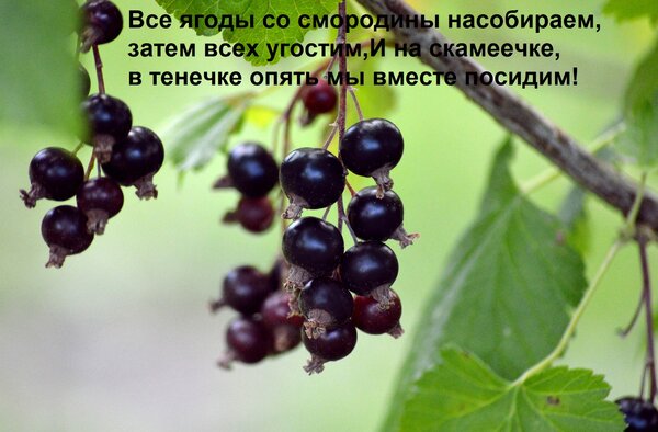 Открытка Все ягоды со смородины насобираем, затем всех угостим, И на скамеечке, в тенечке опять мы вместе пос