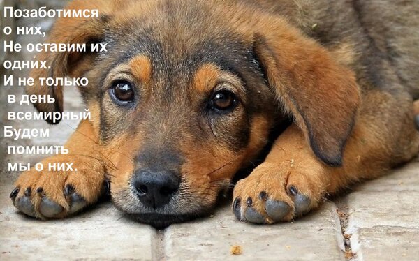Открытка Позаботимся о них, Не оставим их одних. И не только в день всемирный Будем помнить мы о них.
