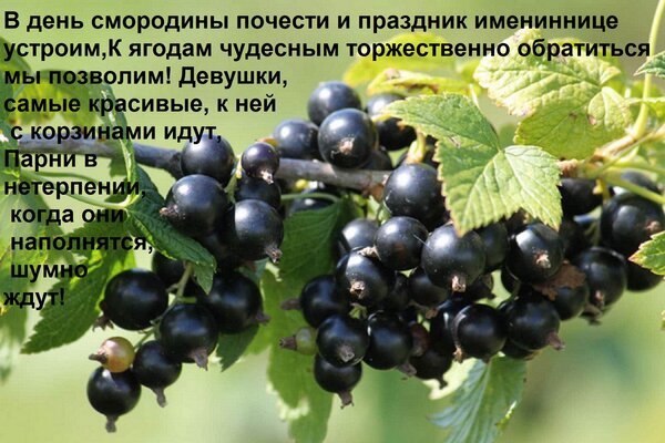 Открытка В день смородины почести и праздник имениннице устроим, К ягодам чудесным торжественно обратиться мы