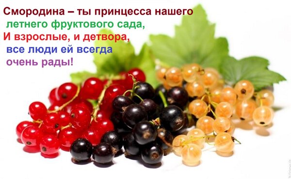 Открытка Смородина – ты принцесса нашего летнего фруктового сада, И взрослые, и детвора, все люди ей всегда о