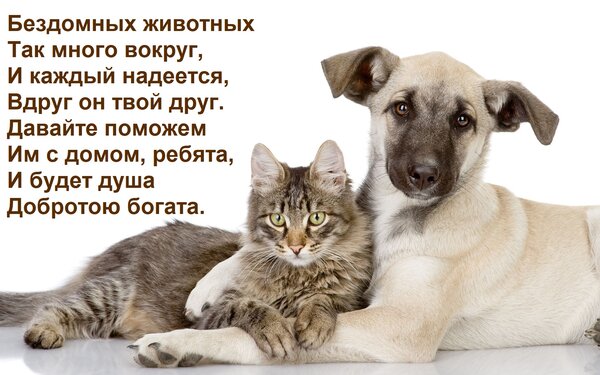 Открытка Бездомных животных Так много вокруг, И каждый надеется, Вдруг он твой друг. Давайте поможем Им с дом