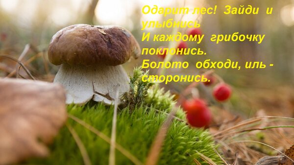 Открытка Одарит лес! Зайди и улыбнись И каждому грибочку поклонись. Болото обходи, иль - сторонись.