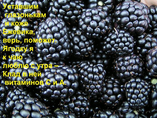 Открытка Уставшим глазонькам и коже Ежевика, верь, поможет. Ягодку я к чаю люблю с утра – Клад в ней витамино