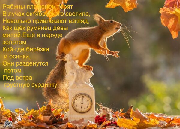 Открытка Рябины пламенем горят В лучах октябрьского светила, Невольно привлекают взгляд, Как щёк румянец девы