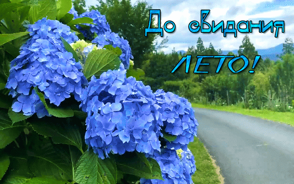 Анимированная открытка До свидания ЛЕТО!