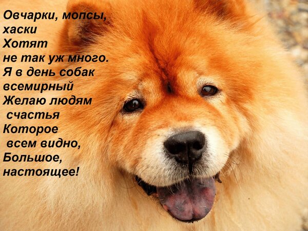 Открытка Овчарки, мопсы, хаски Хотят не так уж много. Я в день собак всемирный Желаю людям счастья Которое вс