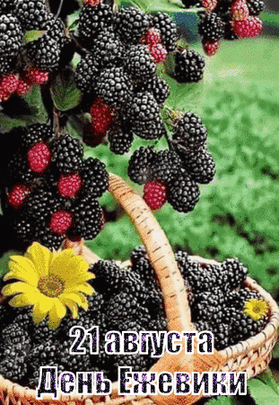 Анимированная открытка День ежевики