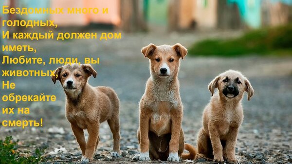 Открытка Бездомных много и голодных, И каждый должен дом иметь, Любите, люди, вы животных, Не обрекайте их на