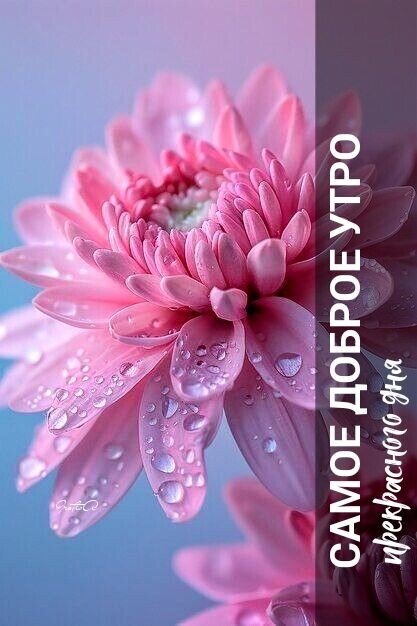 Открытка Самое доброе утро