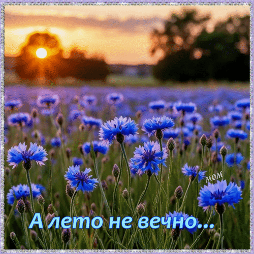 Анимированная открытка А лето не вечно...