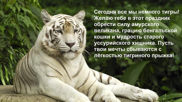Открытка Сегодня все мы немного тигры! Желаю тебе в этот праздник обрести силу амурского великана, грацию бен