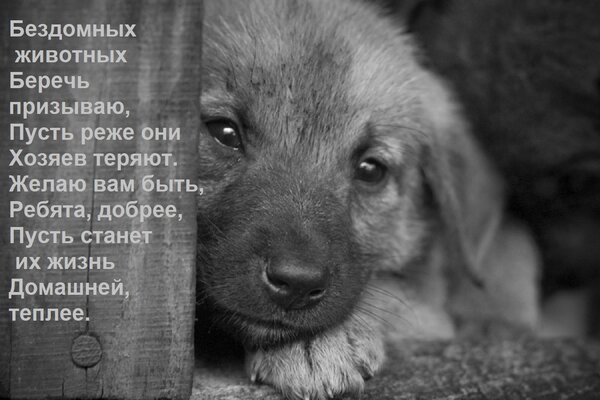 Открытка Бездомных животных Беречь призываю, Пусть реже они Хозяев теряют. Желаю вам быть, Ребята, добрее, Пу