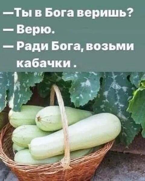 Открытка В бога веришь Ради бога возьми кабачки