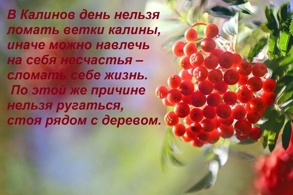 Открытка В Калинов день нельзя ломать ветки калины, иначе можно навлечь на себя несчастья – сломать себе жизн