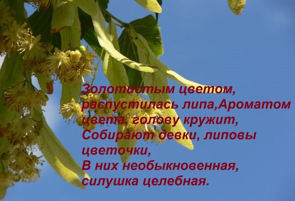 Открытка Золотистым цветом, распустилась липа, Ароматом цвета, голову кружит, Собирают девки, липовы цветочки