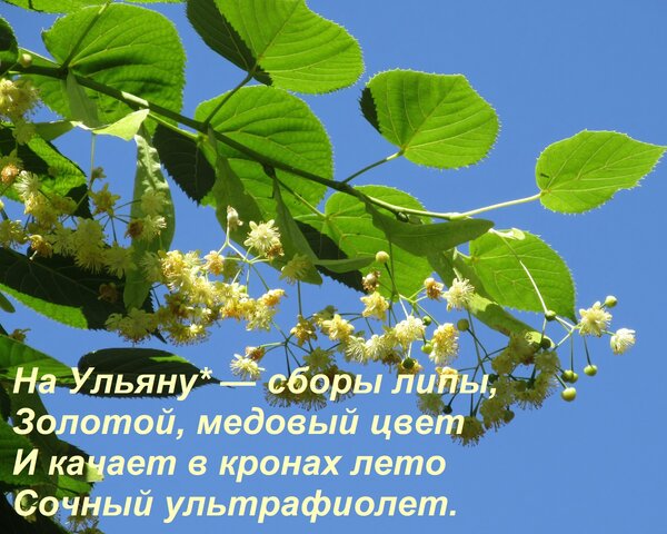 Открытка На Ульяну* — сборы липы, Золотой, медовый цвет И качает в кронах лето Сочный ультрафиолет.