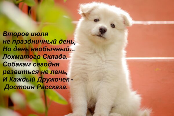 Открытка Второе июля не праздничный день, Но день необычный...Лохматого Склада. Собакам сегодня резвиться не