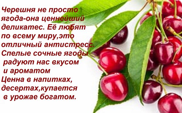 Открытка Черешня не просто ягода-она ценнейший деликатес Её любят по всему миру,это отличный антистресс. Спел