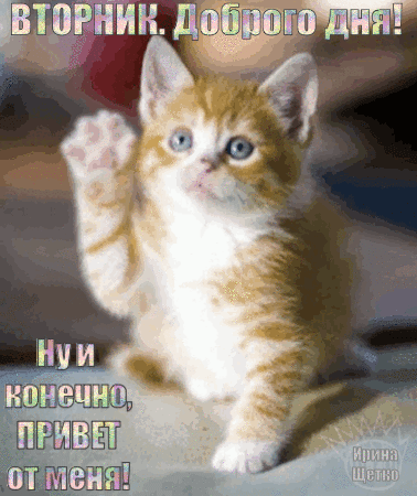 Анимированная открытка Вторник, Доброго дня!