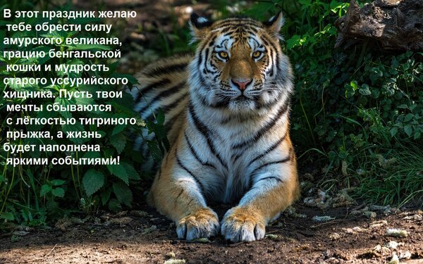 Открытка В этот праздник желаю тебе обрести силу амурского великана, грацию бенгальской кошки и мудрость стар