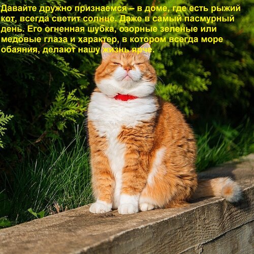Открытка Давайте дружно признаемся – в доме, где есть рыжий кот, всегда светит солнце. Даже в самый пасмурный