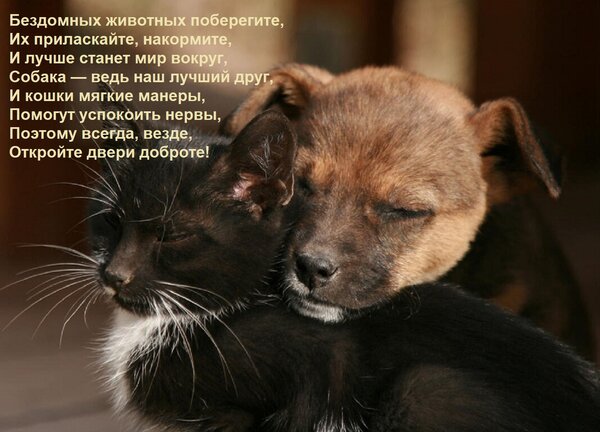 Открытка Бездомных животных поберегите, Их приласкайте, накормите, И лучше станет мир вокруг, Собака — ведь н