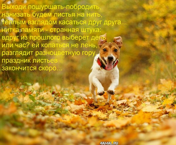 Открытка Выходи пошуршать-побродить, нанизать будем листья на нить, тёплым взглядом касаться друг друга... ни