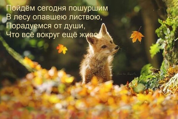 Открытка Пойдём сегодня пошуршим В лесу опавшею листвою, Порадуемся от души, Что всё вокруг ещё живое.