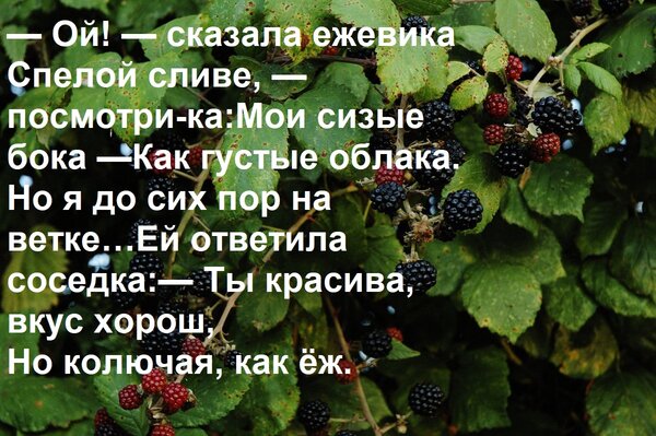 Открытка — Ой! — сказала ежевика Спелой сливе, — посмотри-ка: Мои сизые бока — Как густые облака. Но я до сих