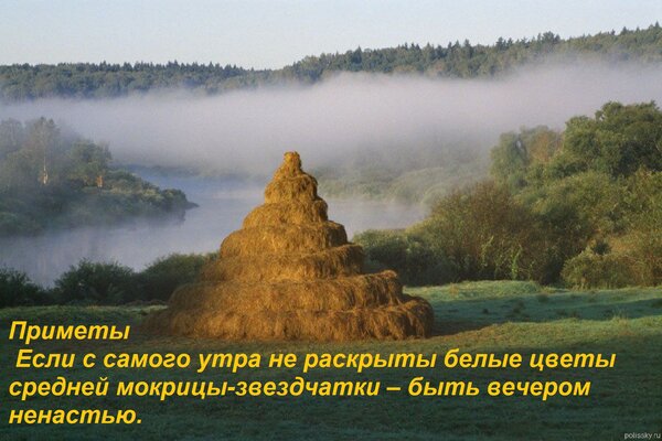 Открытка Приметы Если с самого утра не раскрыты белые цветы средней мокрицы-звездчатки – быть вечером ненаст