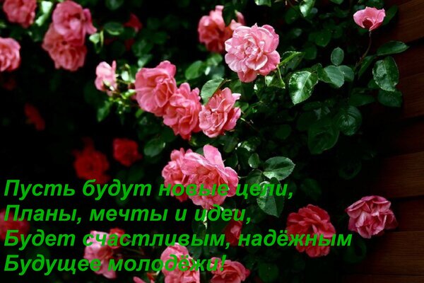Открытка Пусть будут новые цели, Планы, мечты и идеи, Будет счастливым, надёжным Будущее молодёжи!