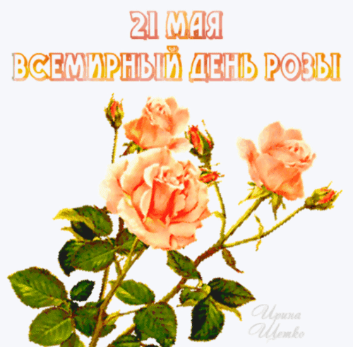 Анимированная открытка Всемирный день розы