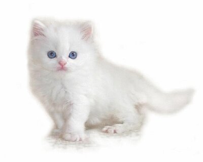 Почтовая открытка «Белый кот»