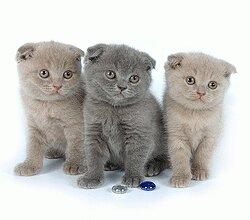 Фото открыток с котами 937