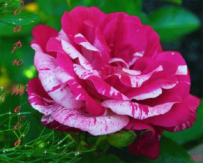 Как удалить и что это 88 Как удалить и что это 98