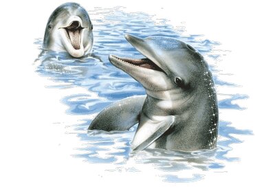 Красивые картинки дельфины (30 фото)